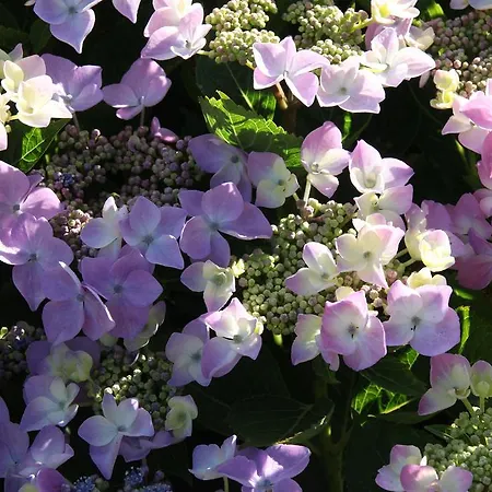 La Palomera * Berenx